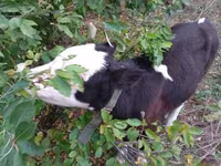 Bulle, Simmental cattle — Foto 3
