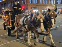 Horse (M), Pinto horses — photo 5