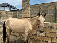 Caballos (lote, sexo no especificado), Caballos — foto 6