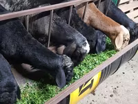 Widder, Hissar sheep — Foto 2