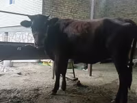 Vaca, Raza Kalmyk — foto 4