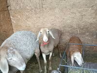 Schaf, Arashan sheep — Foto 2