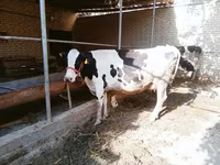 Vaca, Raza Holstein — foto 2