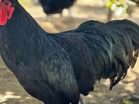 Australorp — photo 1