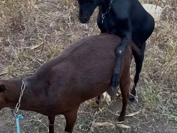 تيس, Murcia-Granada goats