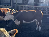 Vaca, Cabeza Blanca Ucraniana — foto 2