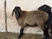 Sheep, Blackheaded Persian sheep — photo 1