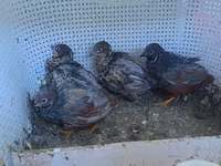 King Quail — photo 2