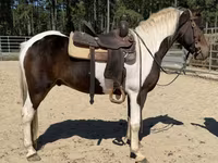 Hengst, American paint horse — Foto 3