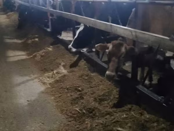 Cow, Holstein breed
