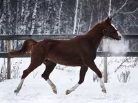 Stute, American shetland pony — Foto 2