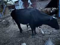 بقرة, Latvian Blue cattle — الصورة 7