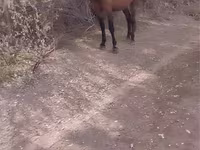 Caballo, Russian Don — foto 2