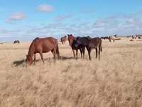 فرس, Horse breed — الصورة 7