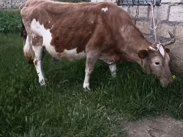 母牛, Red-spotted breed
