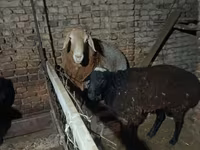 Ram, Sheep — photo 2