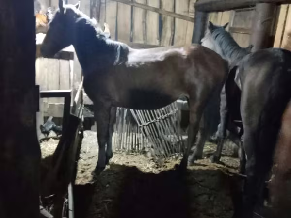 Horse (M), Horses