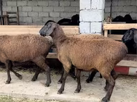 公羊, Sheep — 照片 1