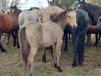 Caballo, Caballos — foto 4