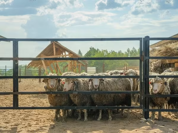 公羊, Kuibyshev sheep