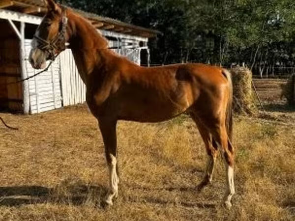فرس, Dutch warmblood horse
