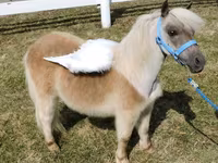 Mare, Miniature horse — photo 5