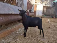 عنزة, Murcia-Granada goats — الصورة 1