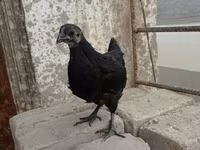 爪哇黑鸡 — 照片 1