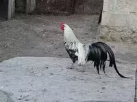 Chickens — फ़ोटो 5