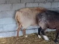 Баран, Рёнская овца — фото 5