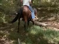 Caballo, Rocky Mountain Horse — foto 8
