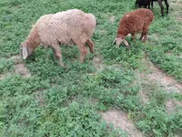 نعجة, الأغنام — الصورة 2