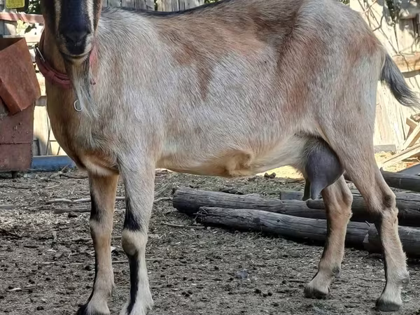 عنزة, Alpine goat