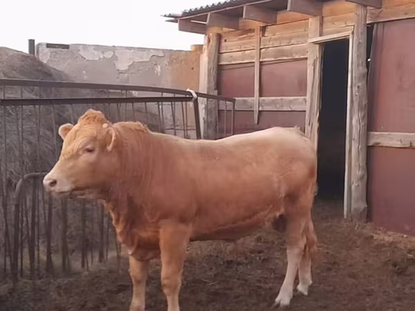 Bull, Auliekol breed
