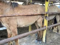 Caballo, Jabe — foto 1