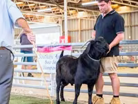 Cabra, Boer goat — foto 2