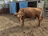Kuh, Latvian Blue cattle — Foto 3
