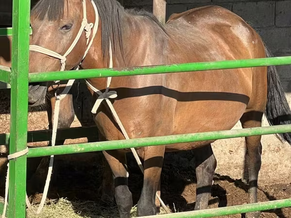 Mare, Horses