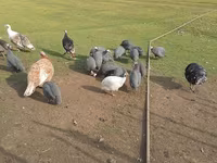 Turkeys — photo 2