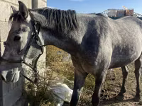Hengst, Orlov Trotter — Foto 6