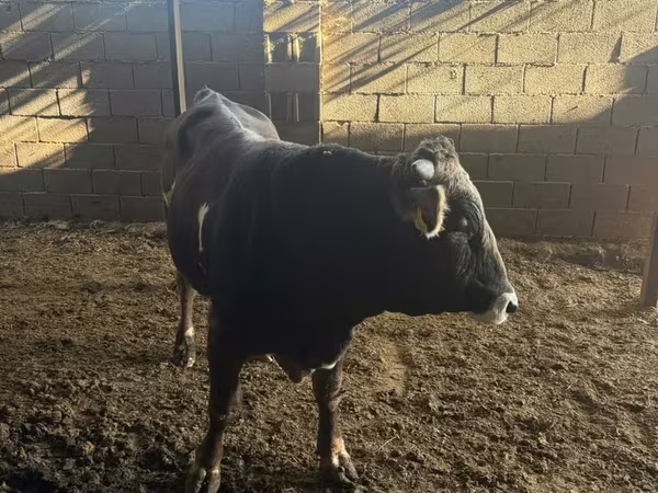 Toro, Raza Alatau