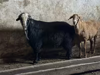 Billy Goat, Goats — photo 2