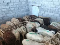 Schaf, Beulah Speckled face sheep — Foto 5