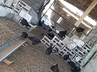 Chickens — Foto 7