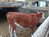 Vaca, Simmental cattle — foto 2