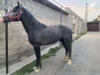 Horse (M), Kustanai horse — photo 1