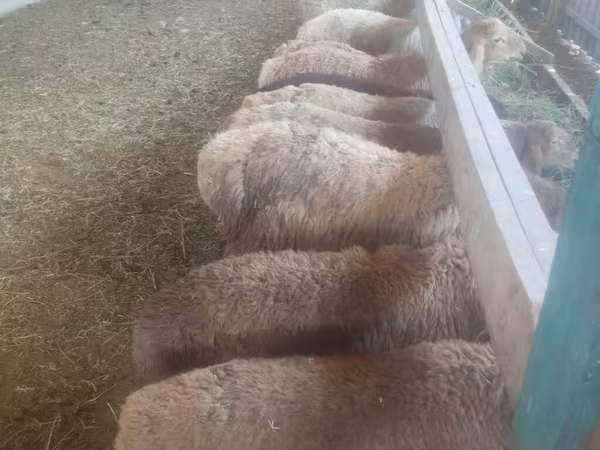 母羊, Sheep