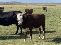 Schaf, Qashqai sheep — Foto 5