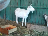 عنزة, Saanen goat — الصورة 8