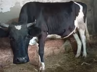 Cow, Russian Black pied cattle — photo 8